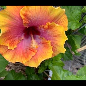 Meet your Posher, Lynne